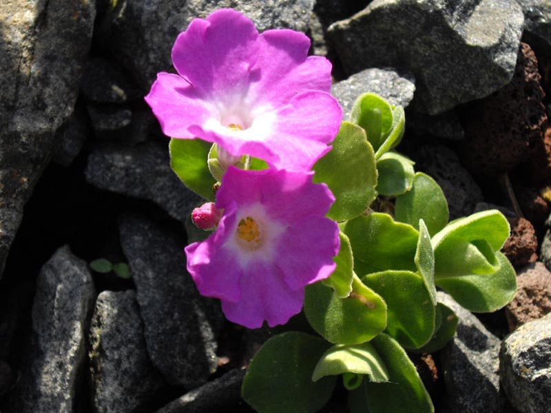 Primula allionii 'Beatrice Wooster' photo